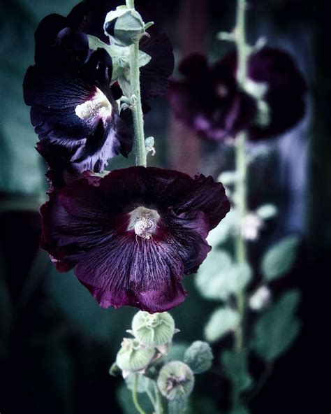 Hollyhock witchcraft applications